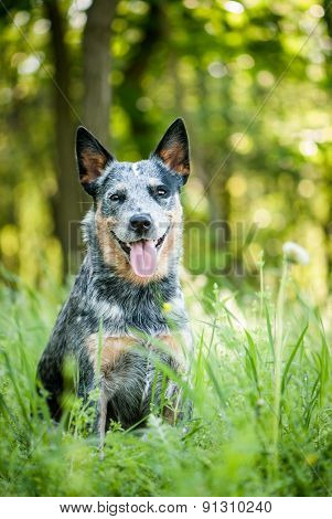 Portrait Of Australian Cattle Dog
