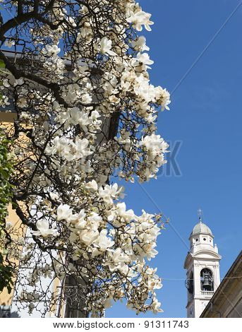 Magnolia With White Flowers