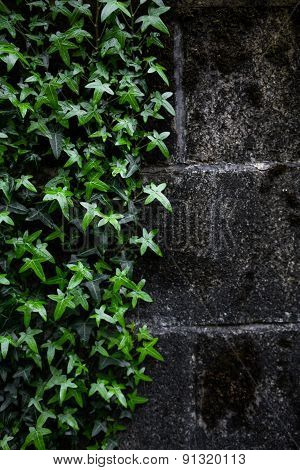 Wall Of Ivy