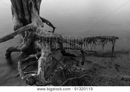 Smokey Tree
