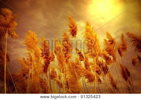 Beautiful nature - dru reed (cane)