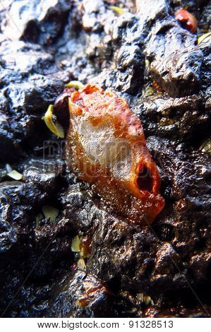 Fossiled Crab