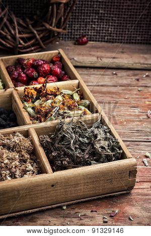 collected and dried herbs doctor