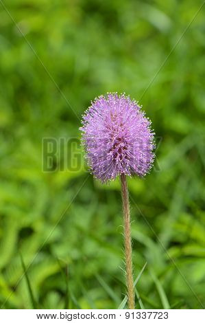 Purple Thistle Latin name cirsium horridulum
