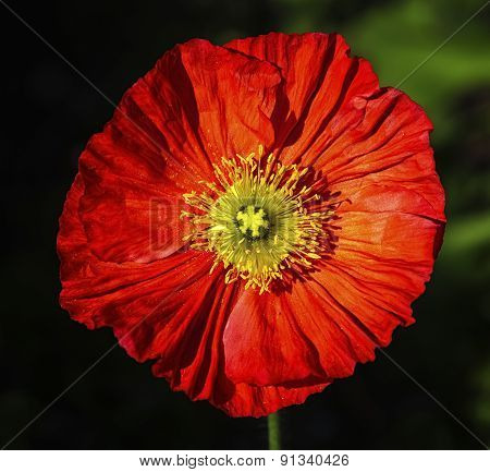 Spring fever red iceland poppy, papaver nudicaule
