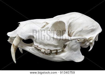 Skull Of A Chinese Water Deer