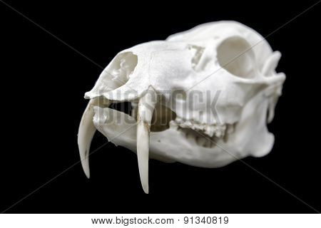 Skull Of A Chinese Water Deer