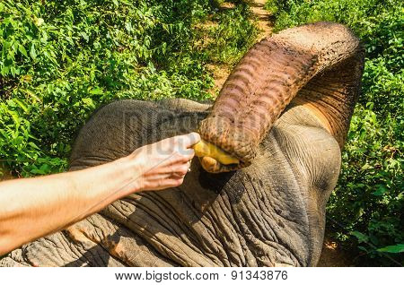 Man feeding hungry elephant with banana