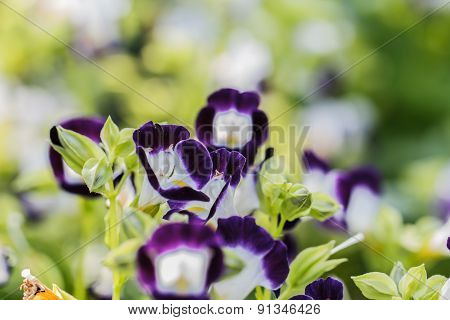 Wishbone Flower