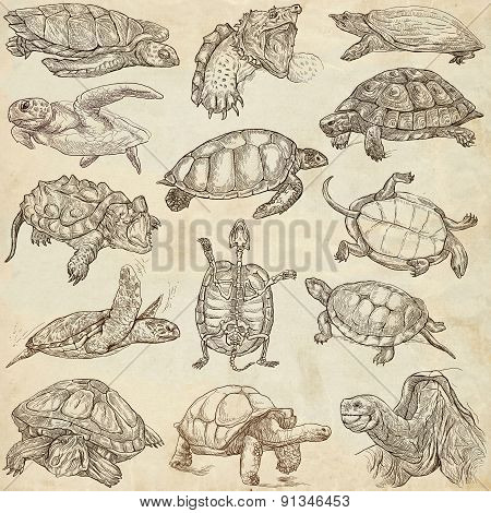 Turtles - Freehands, Full Sized Hand Drawings