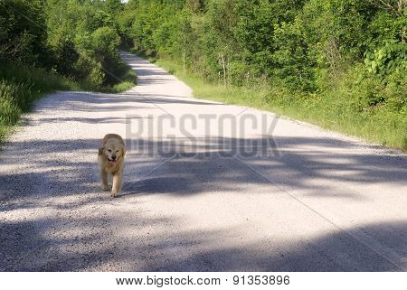 Dog Freely Walking