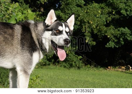Siberian Husky
