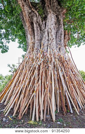 Crutches Bodhi Tree, Tradition Thai In North Of Thailand.