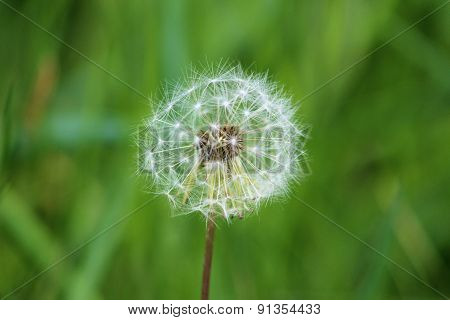 Dandelion