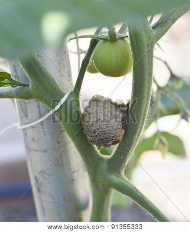 Mantis Egg.