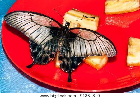 Butterfly Papilio,