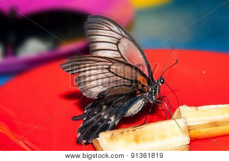 Butterfly Papilio,