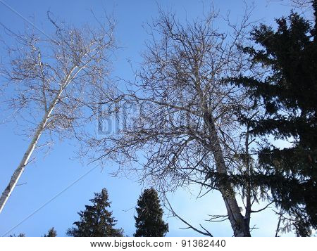 Treeses in the sky