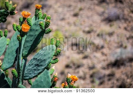 Cactuses flowering