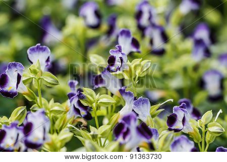 Wishbone Flower