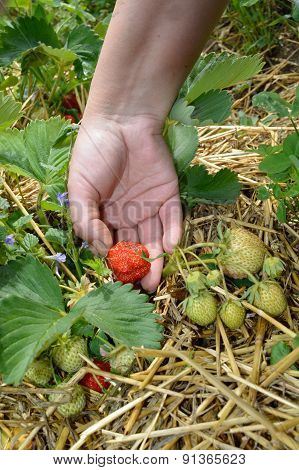 Picking Up Strawberry From Field