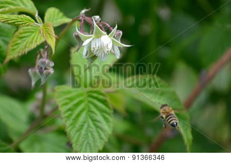 Honeybee flying to reach raspberry flower