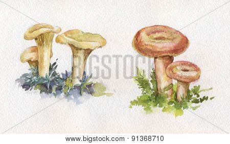 Watercolor Illustration With Mushrooms: Chanterelles And Coral Milky Caps