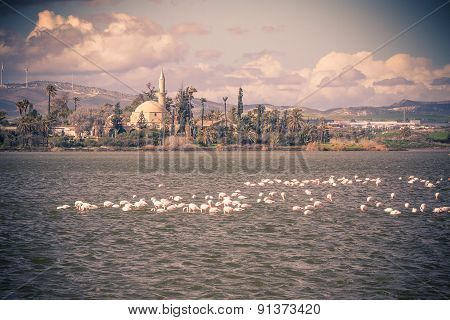 Flamingos in Larnaca Salt Lake