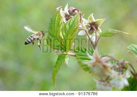 Bee in search for nectar