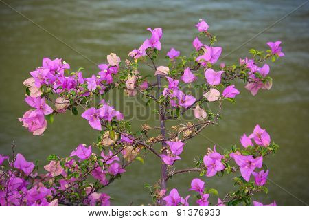 Violet flowers.