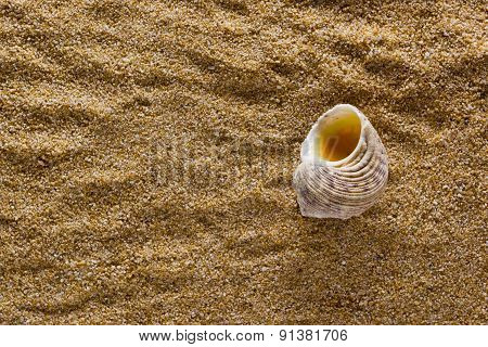 Background Of Sand With Shell
