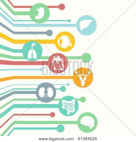 Concept of medical background. Human anatomy.