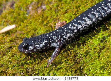 Slimet Salamander