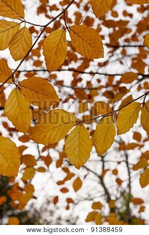Beech Tree (Fagus) with gold & copper colored autumn fall leaves