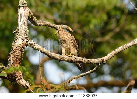 Common Kestrel (falco Tinnunculus)