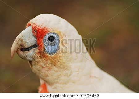 Little Corella