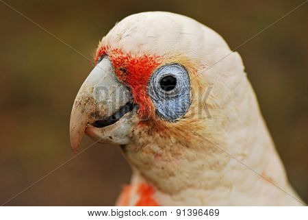 Little Corella