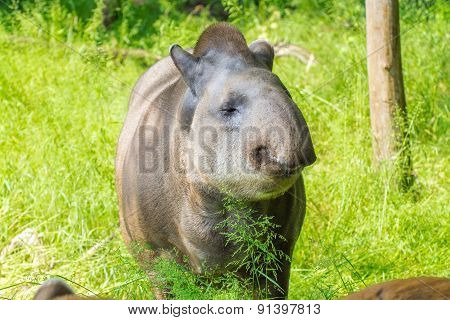 Lowland Tapir (tapirus Terrestris)