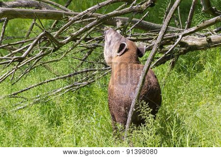 Lowland Tapir (tapirus Terrestris)