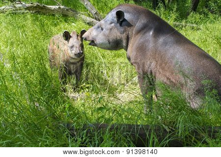Lowland Tapir (tapirus Terrestris)
