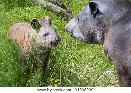 Lowland Tapir (tapirus Terrestris)
