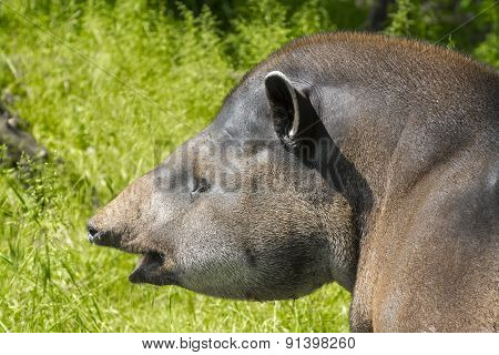 Lowland Tapir (tapirus Terrestris)