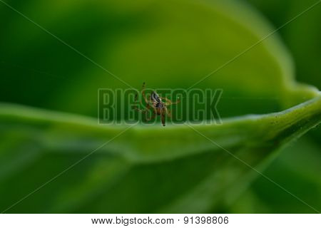 Spider On A Leaf Of A Flower On The Web Host