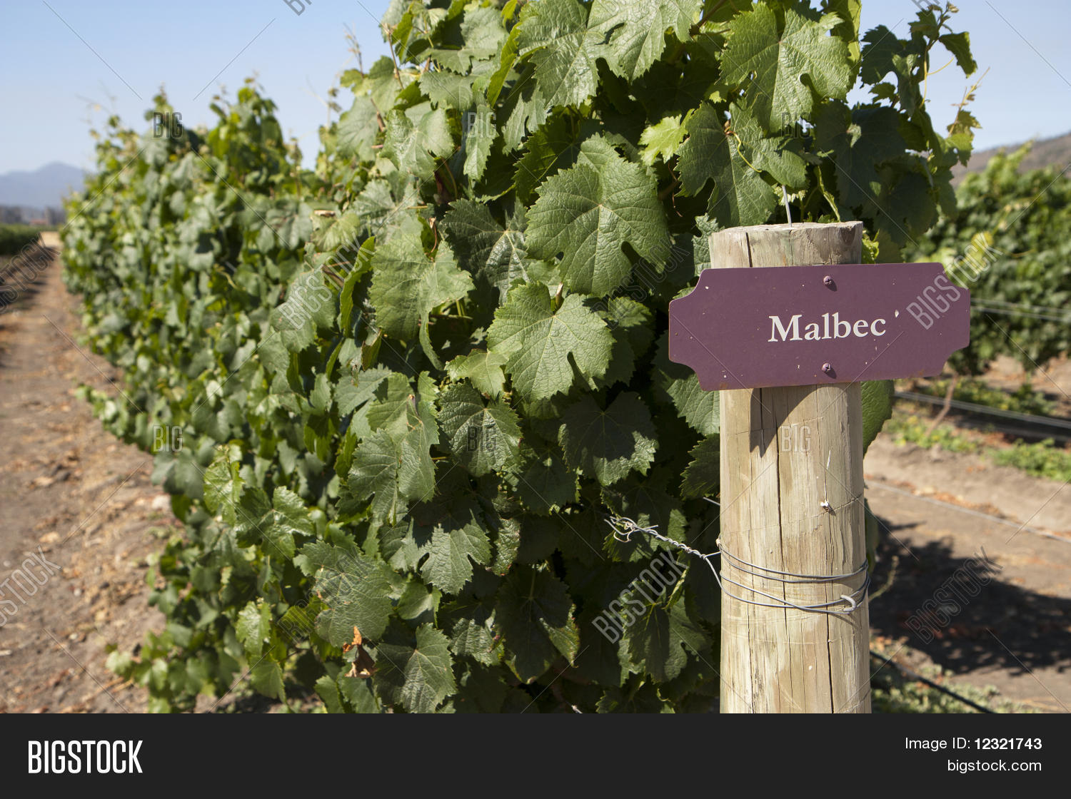 Сорт винограда мальбек вино. Аргентина вино трапиче. Trapiche malbec. Мальбек описание сорта. Мальбек сорта чёрного винограда.