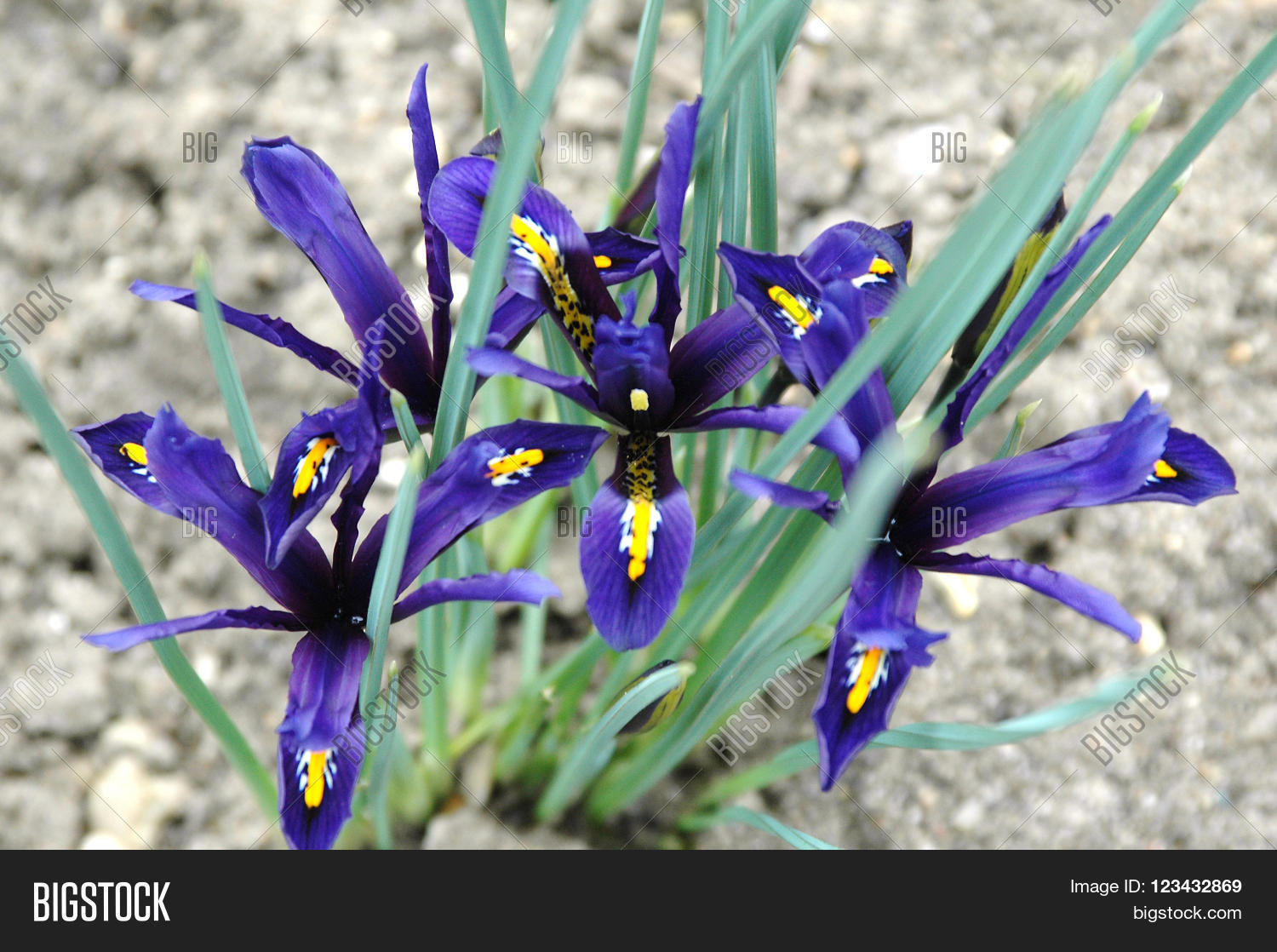 Dwarf Irises Iris Image & Photo (Free Trial) | Bigstock