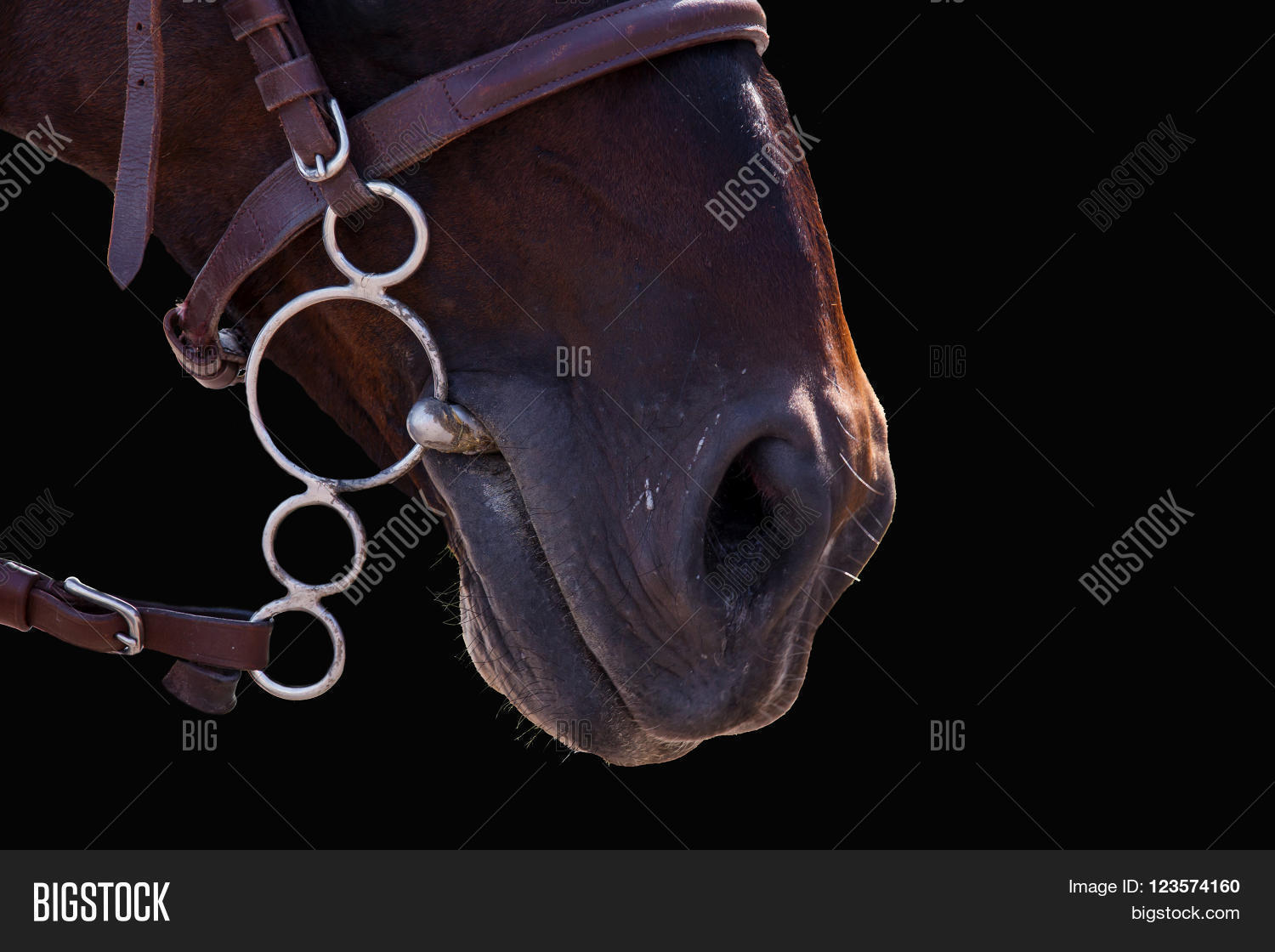 Lips Horse Bridle Image & Photo (Free Trial) Bigstock