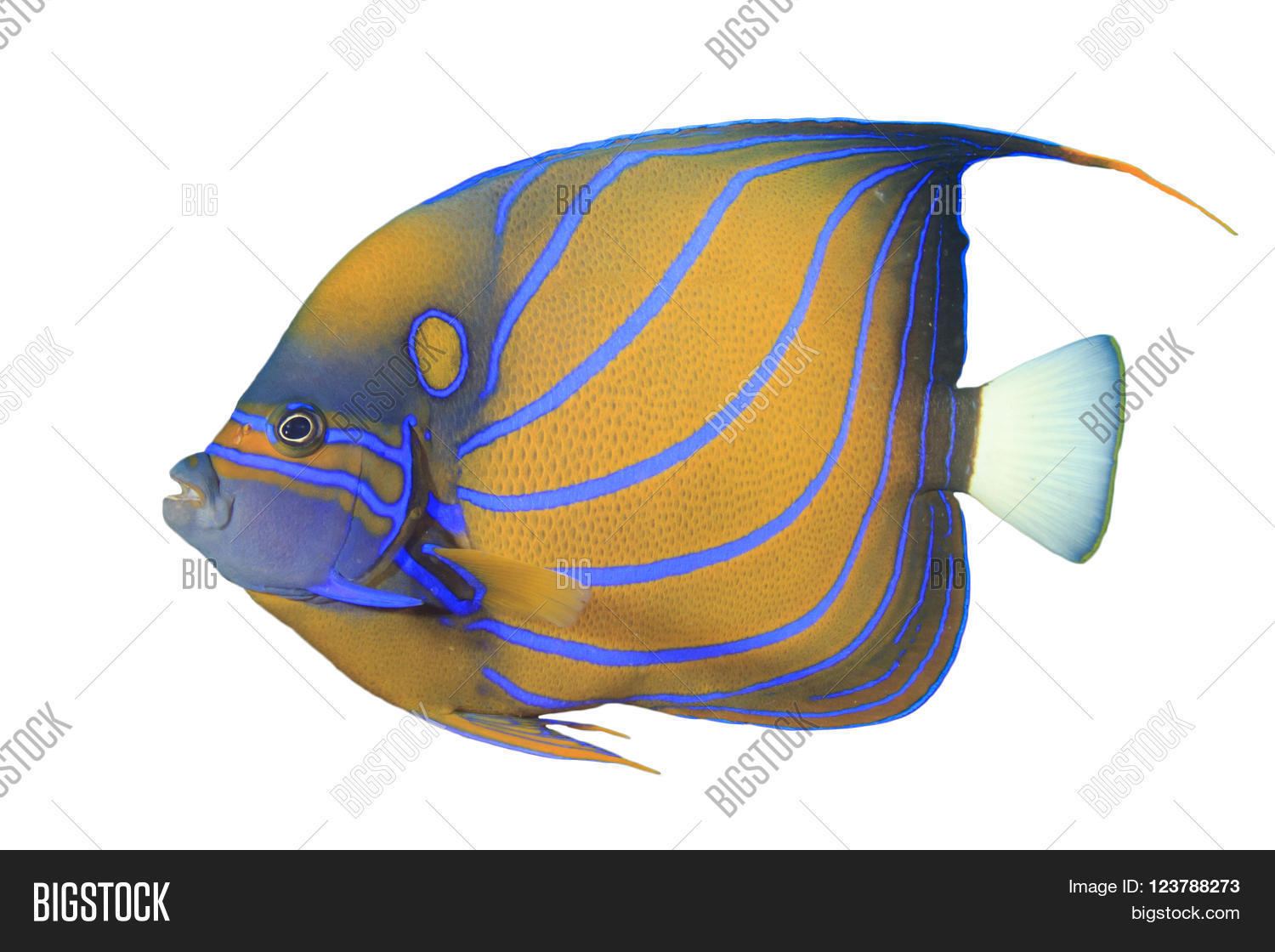 Angelfish Fish Image & Photo (Free Trial) | Bigstock