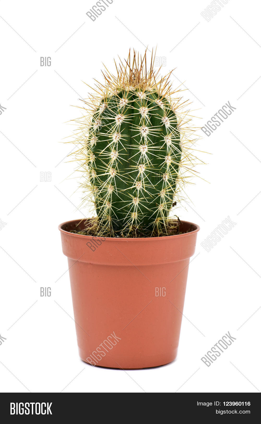 Кактусы Купить Интернет Магазин Недорого