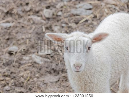 Curious, beautiful white lamp looking at you