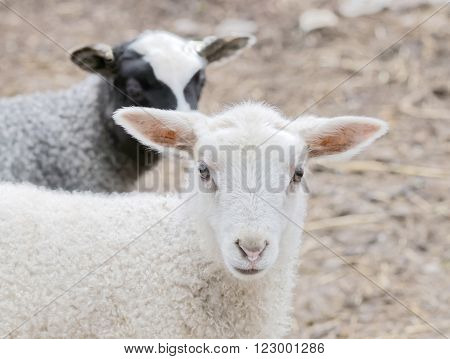 Beautiful newborn white lamb and a black lamp in the background looking straight forward
